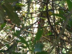 Myiothlypis coronata