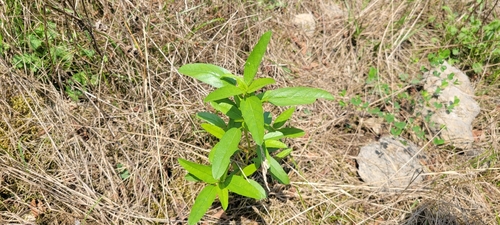 Image of Malvastrum hispidum by no rights reserved