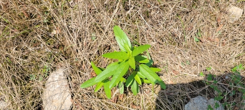 Image of Malvastrum hispidum by no rights reserved