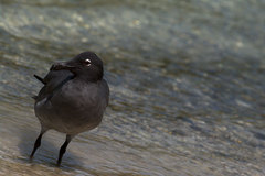 Leucophaeus fuliginosus