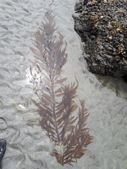 Desmarestia herbacea