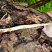 Oudemansiella rubrobrunnescens - Photo 由 noah_siegel 所上傳的 (c) noah_siegel，保留部份權利CC BY-NC-SA