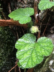 Rubus pectinellus