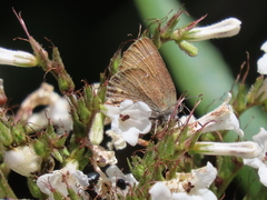 Callophrys muiri