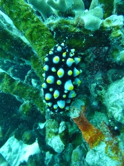 Phyllidia carlsonhoffi