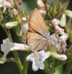 Callophrys muiri