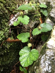 Rubus pectinellus