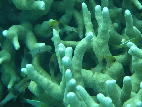Taeniamia zosterophora