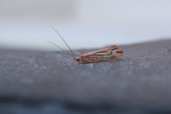 Limnephilus ornatus