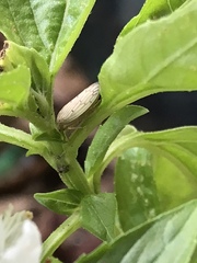 Polana quadrinotata