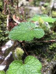 Rubus pectinellus