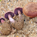 Laccaria trullisata - Photo (c) noah_siegel, μερικά δικαιώματα διατηρούνται (CC BY-NC-SA), uploaded by noah_siegel