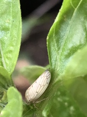 Polana quadrinotata