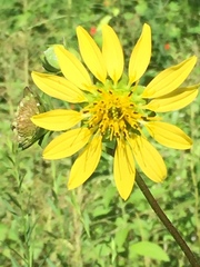 Silphium gracile