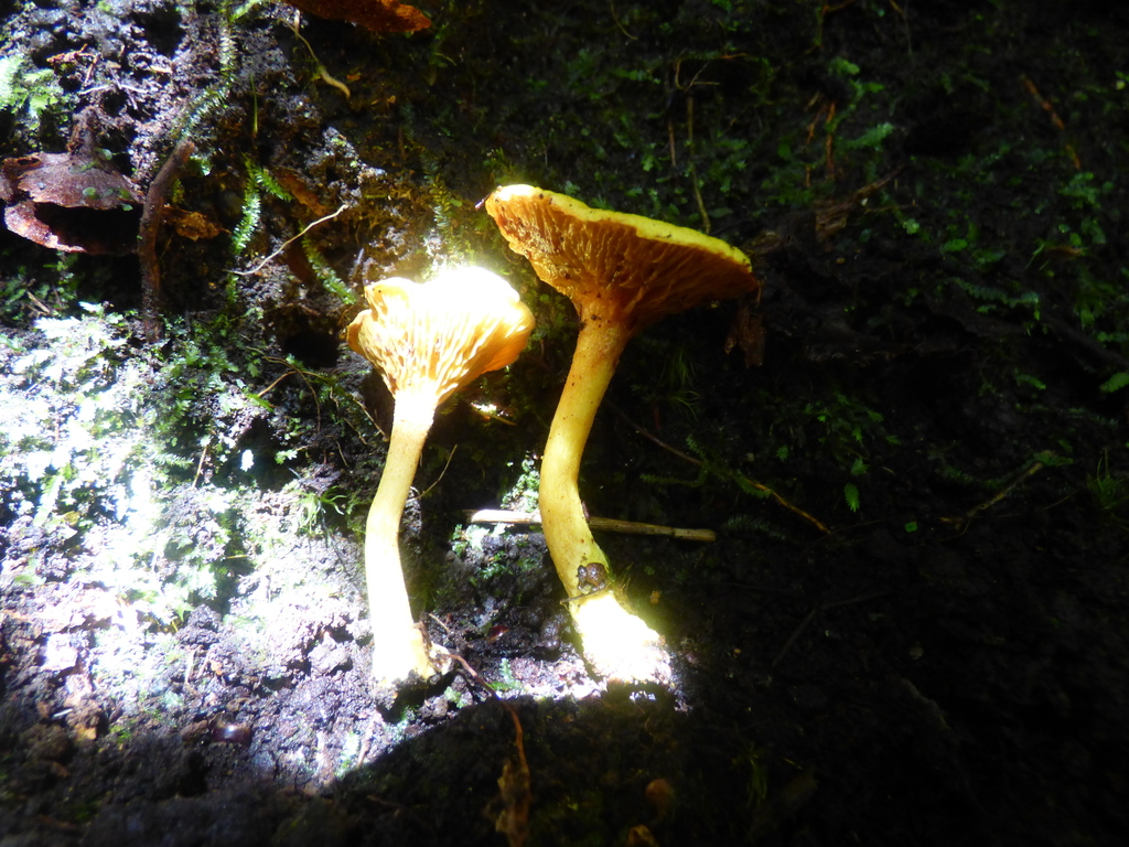 Phylloporus fibulatus