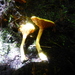 Phylloporus fibulatus - Photo Ningún derecho reservado, subido por Daniel van der Post