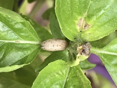 Polana quadrinotata