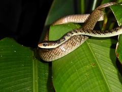 Dendrelaphis striolatus