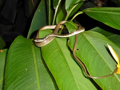 Dendrelaphis striolatus