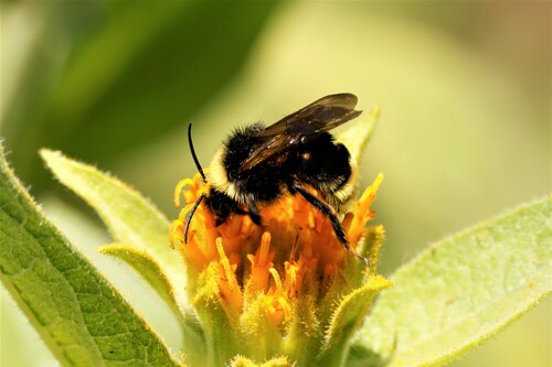 Indiscriminate Cuckoo Bumble Bee photo 4