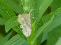 Phalaenostola metonalis