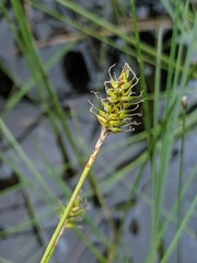 Carex exilis