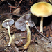 Agrocybe acericola - Photo (c) noah_siegel, some rights reserved (CC BY-NC-SA), uploaded by noah_siegel