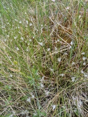 Trichophorum alpinum