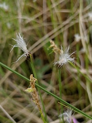 Trichophorum alpinum