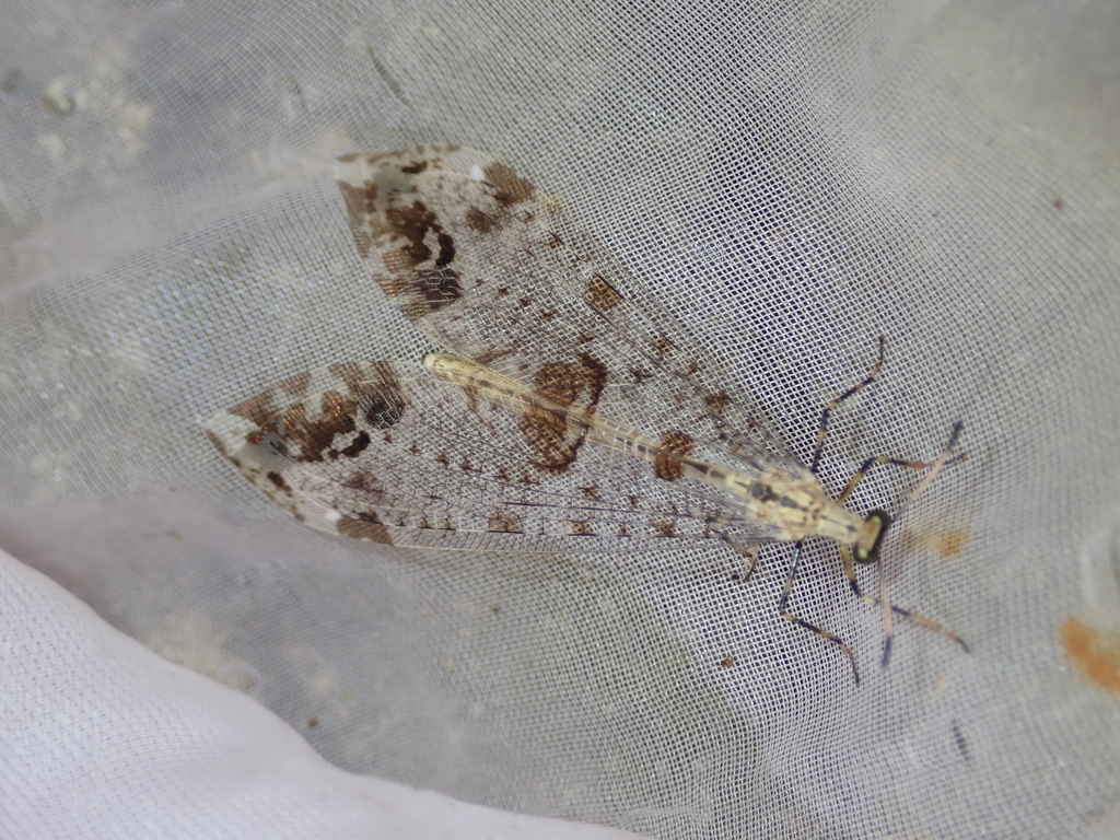 Nepsalus jezoensis