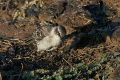 Mimus parvulus bauri
