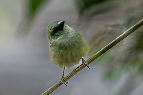 Blue-faced Parrotfinch (Erythrura trichroa)