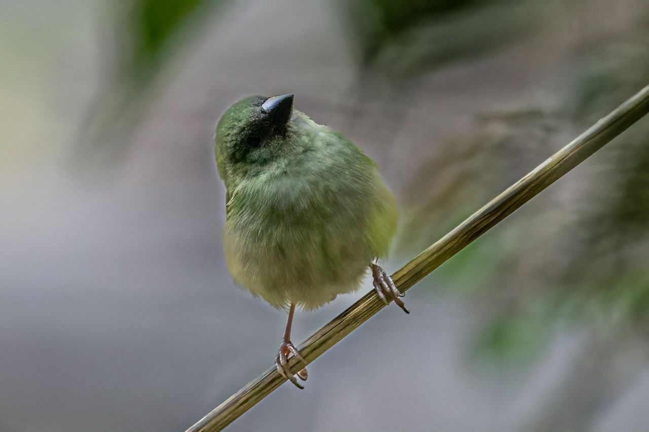 Blue-faced Parrotfinch (Erythrura trichroa), photo 1