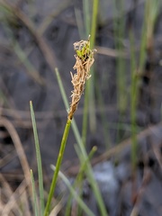 Carex exilis
