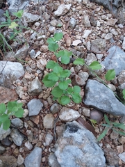 Carlowrightia torreyana