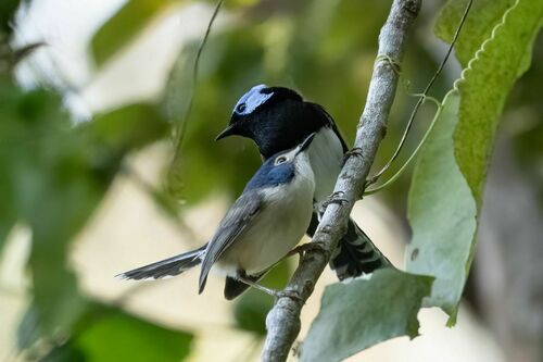 Lovely Fairywren (Malurus amabilis)