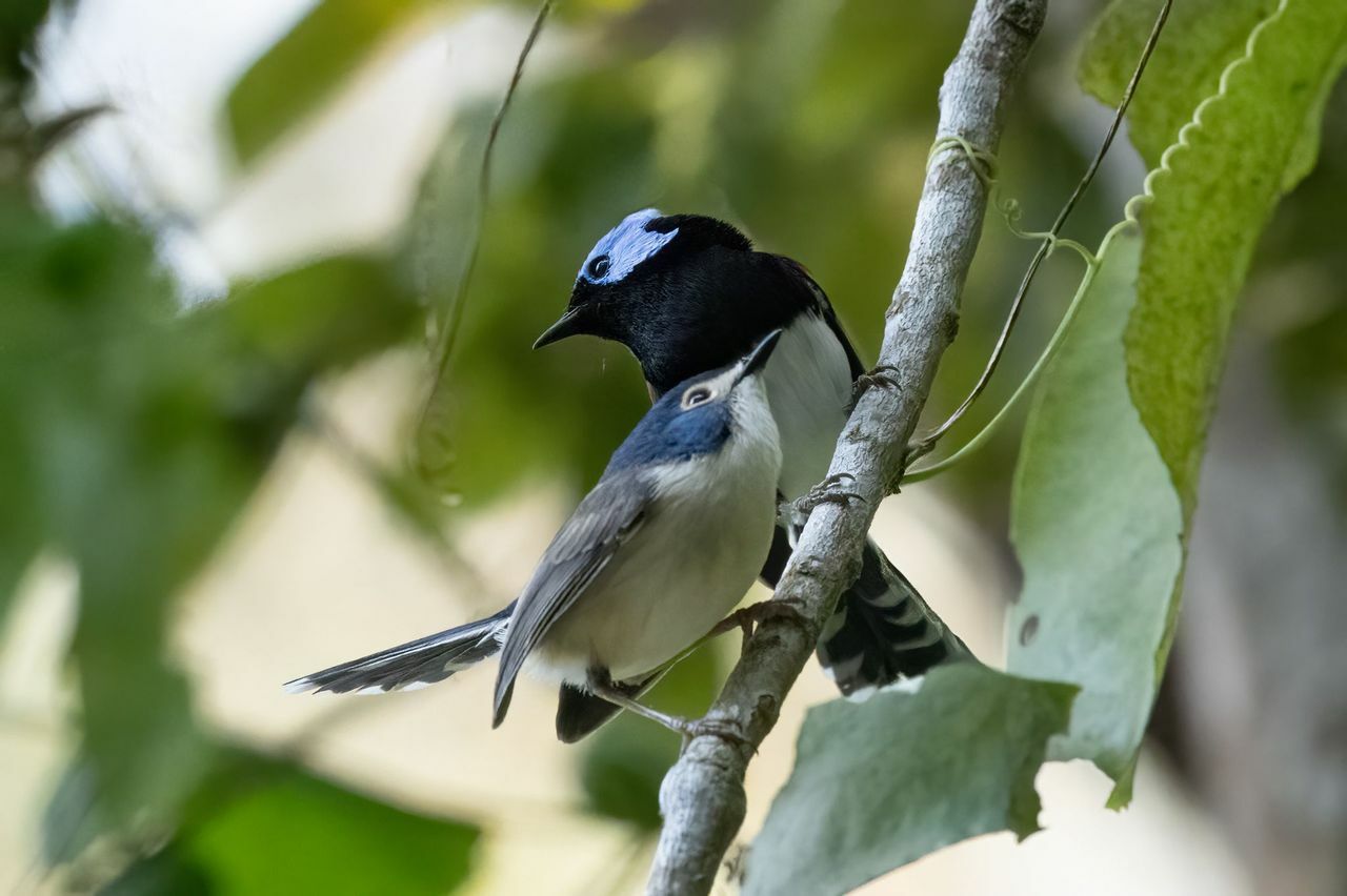 Lovely Fairywren (Malurus amabilis), photo 1