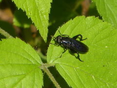 Chalcosyrphus chalybeus