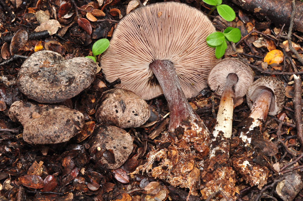 Rhodocollybia purpurata