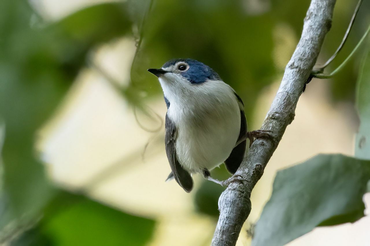 Lovely Fairywren (Malurus amabilis), photo 2