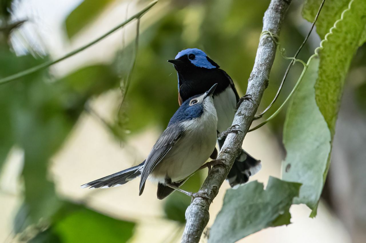 Lovely Fairywren (Malurus amabilis), photo 3