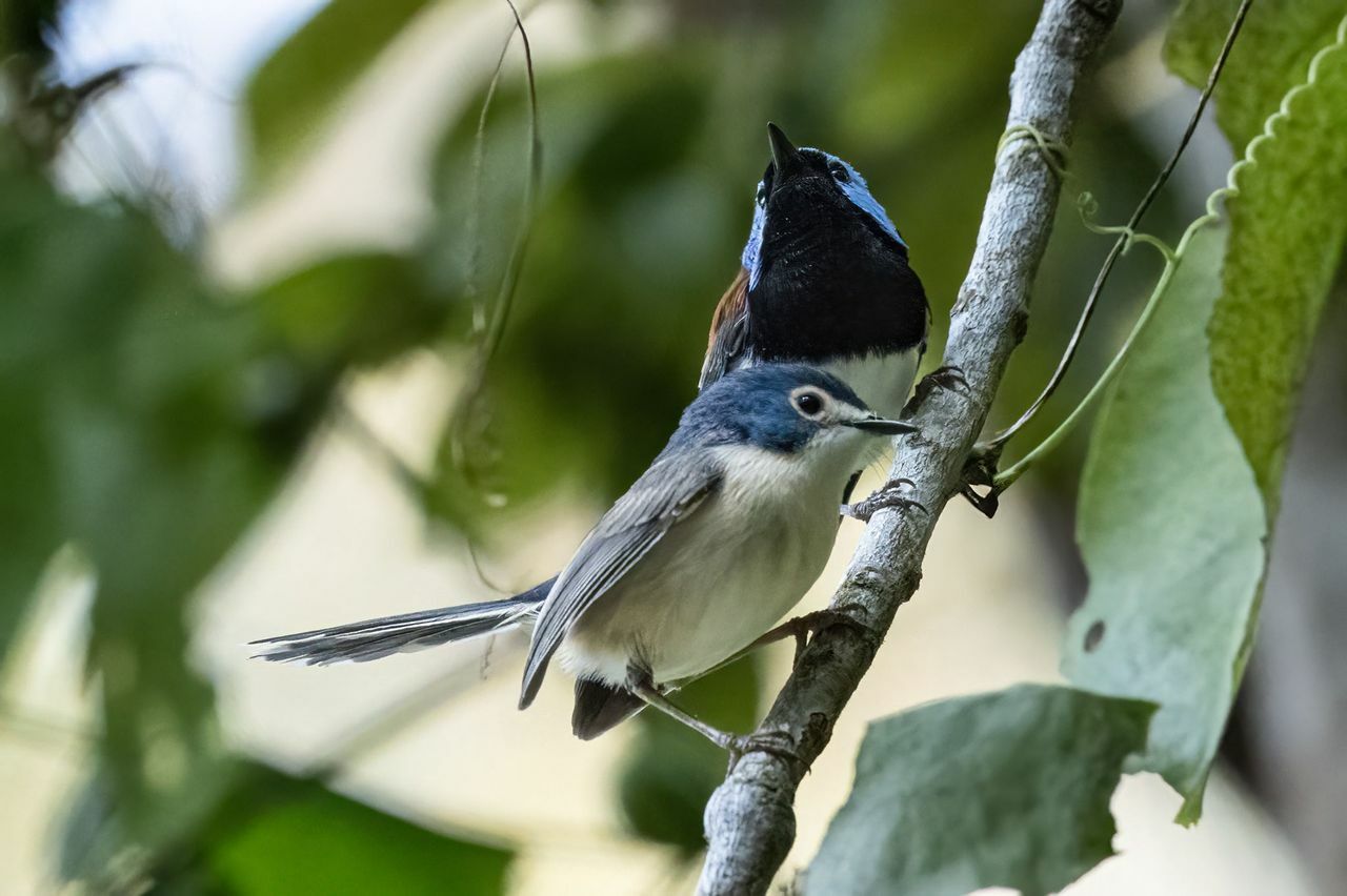 Lovely Fairywren (Malurus amabilis), photo 4