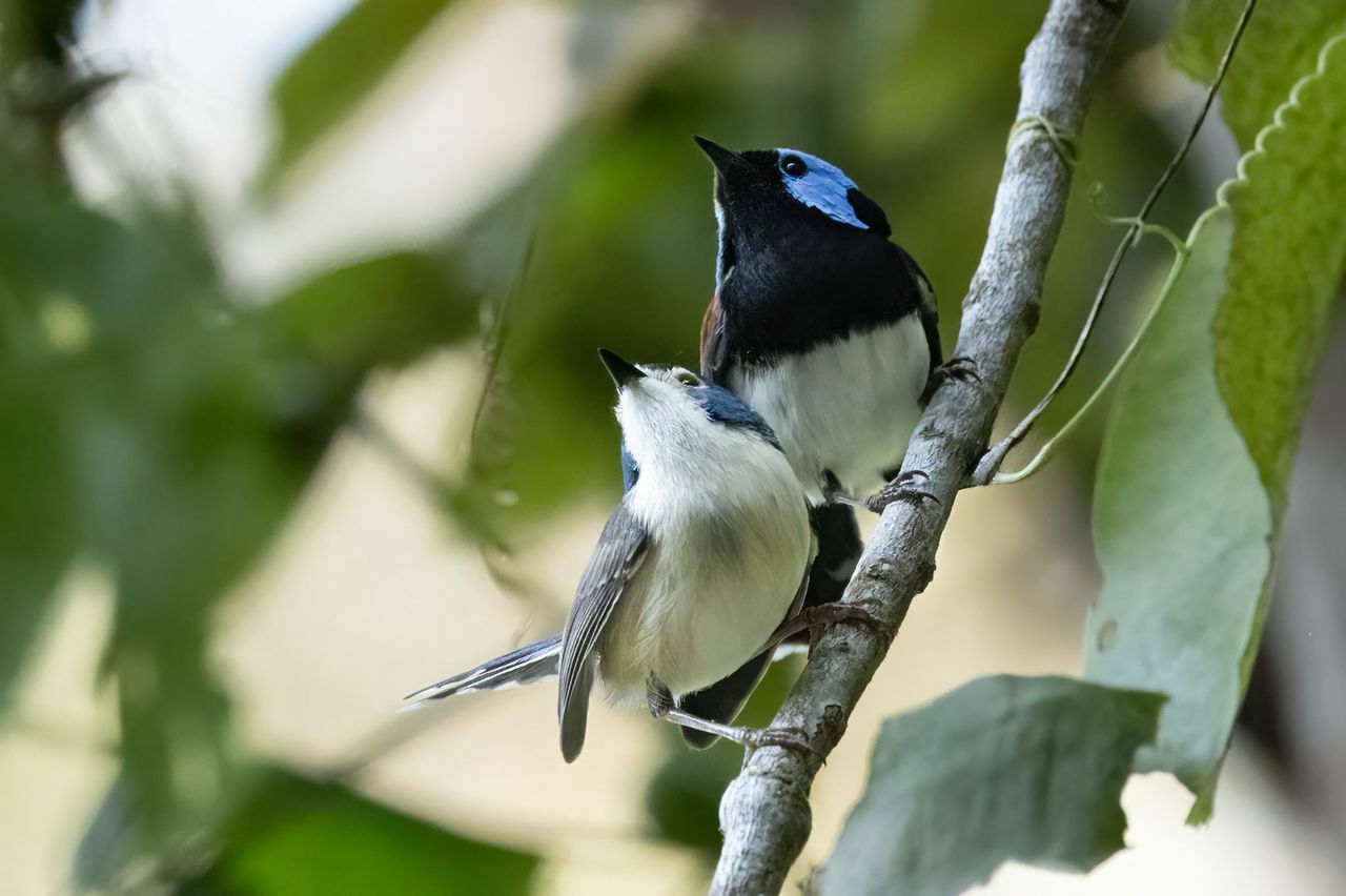 Lovely Fairywren (Malurus amabilis), photo 5