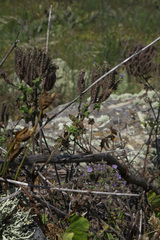 Phacelia floribunda