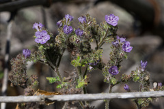 Phacelia floribunda