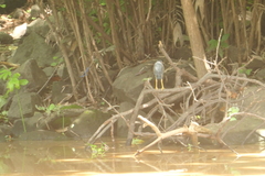 Butorides virescens