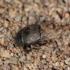 Saprininae