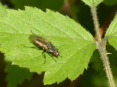 Coenosiinae