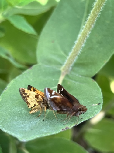 Zabulon Skipper, Worthington Hills Park, Columbus, OH, US, photo 7 of 10