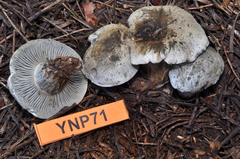 Hygrophorus caeruleus